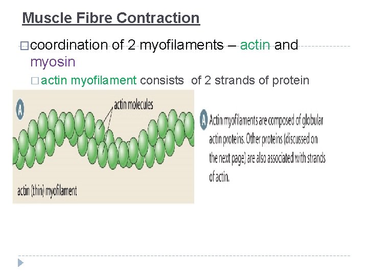 Muscle Fibre Contraction �coordination of 2 myofilaments – actin and myosin � actin myofilament