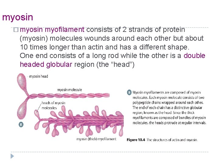 myosin � myosin myofilament consists of 2 strands of protein (myosin) molecules wounds around