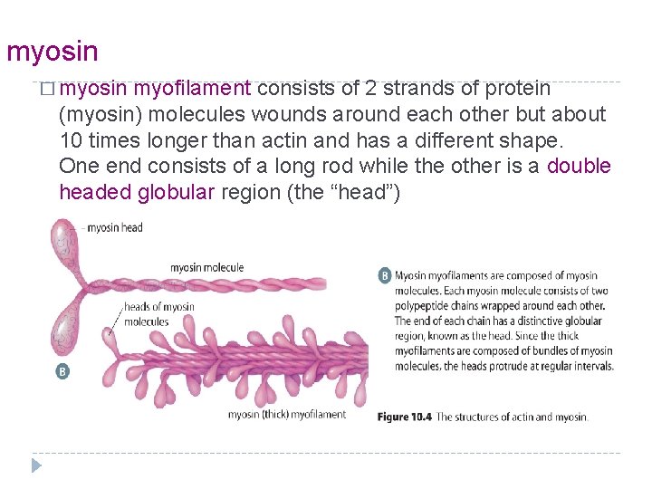 myosin � myosin myofilament consists of 2 strands of protein (myosin) molecules wounds around