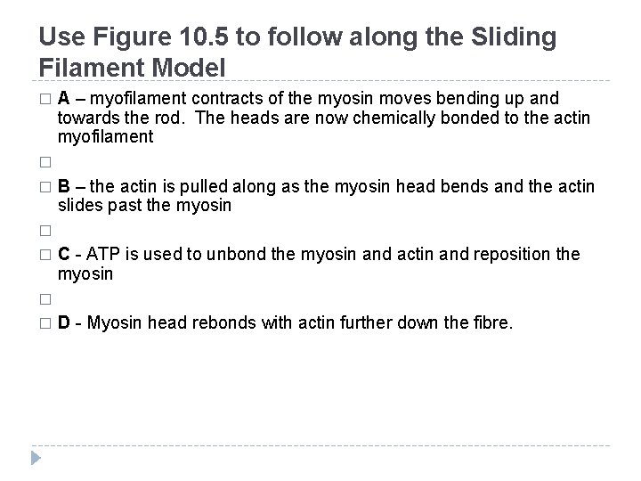 Use Figure 10. 5 to follow along the Sliding Filament Model � A –