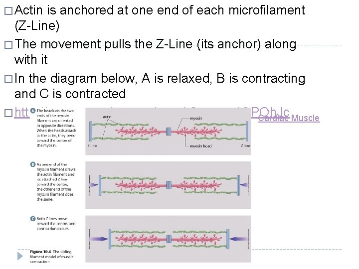 � Actin is anchored at one end of each microfilament (Z-Line) � The movement