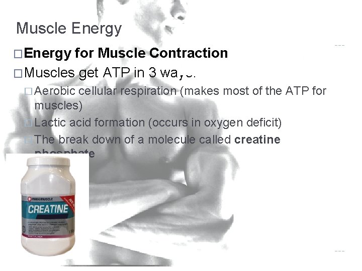 Muscle Energy �Energy for Muscle Contraction �Muscles get ATP in 3 ways: � Aerobic