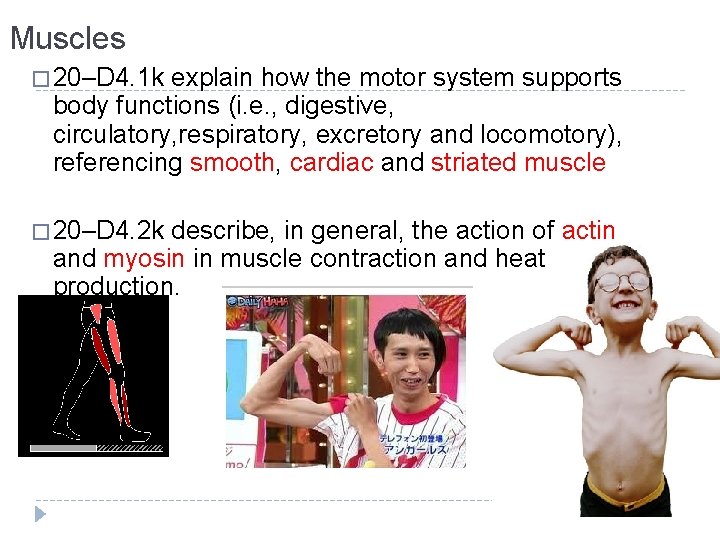 Muscles � 20–D 4. 1 k explain how the motor system supports body functions