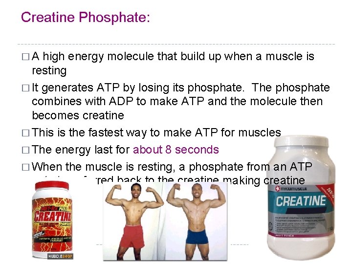 Creatine Phosphate: �A high energy molecule that build up when a muscle is resting