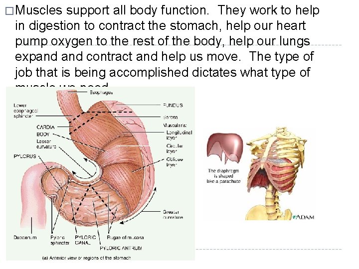 � Muscles support all body function. They work to help in digestion to contract