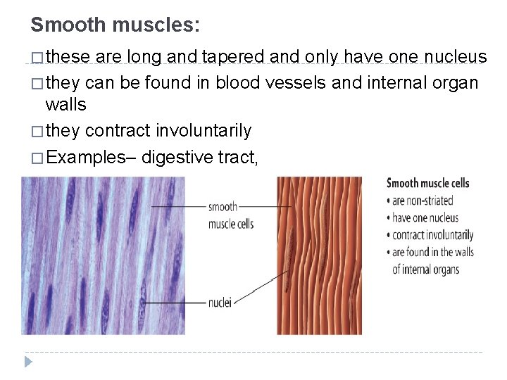 Smooth muscles: � these are long and tapered and only have one nucleus �