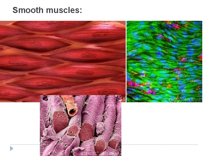 Smooth muscles: � 