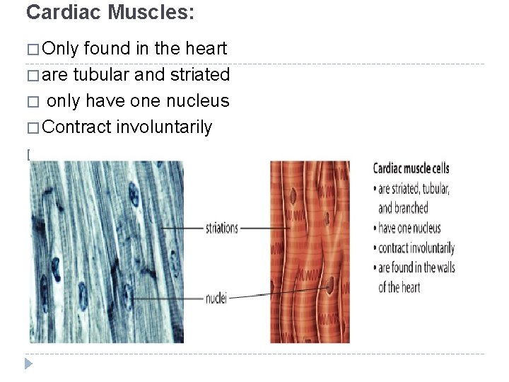 Cardiac Muscles: � Only found in the heart � are tubular and striated �