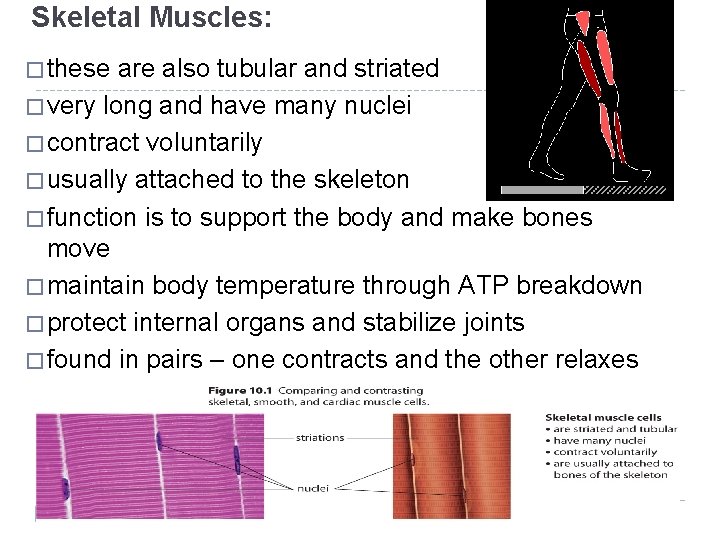 Skeletal Muscles: � these are also tubular and striated � very long and have