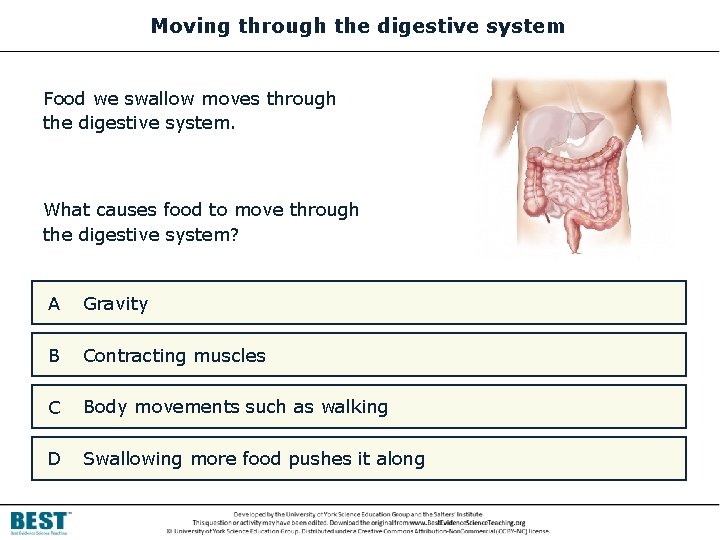 Moving through the digestive system Food we swallow moves through the digestive system. What
