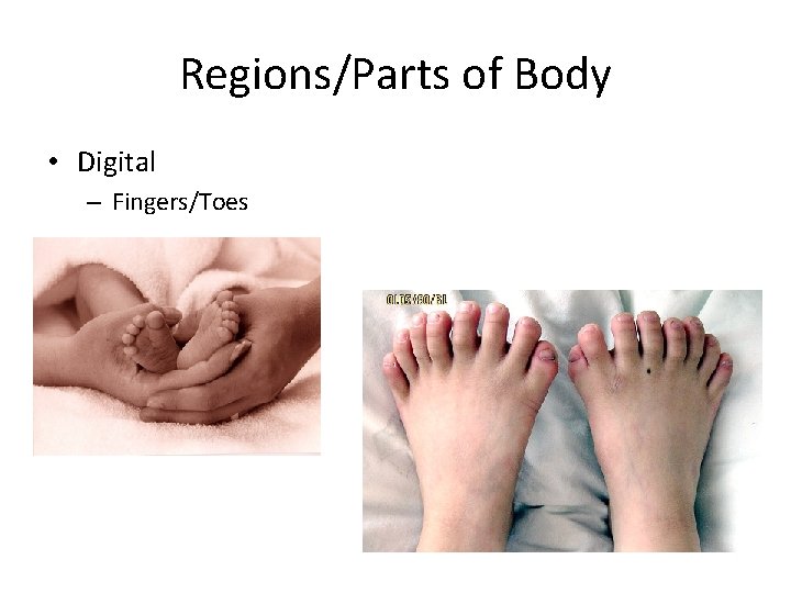 Regions/Parts of Body • Digital – Fingers/Toes 