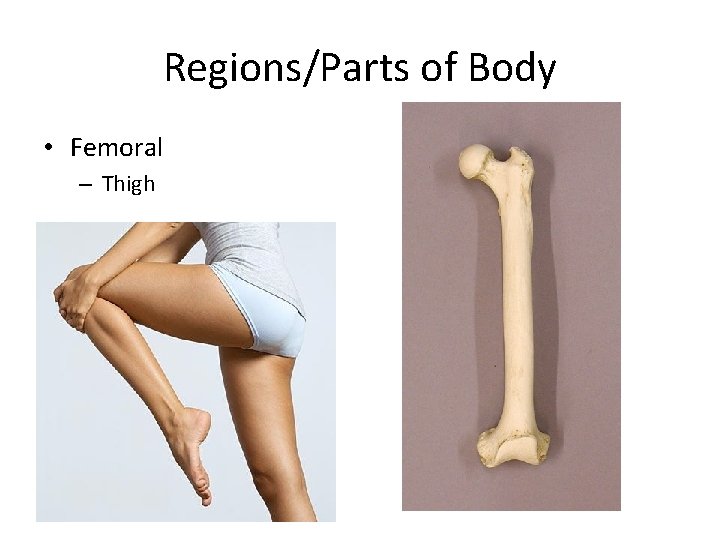 Regions/Parts of Body • Femoral – Thigh 