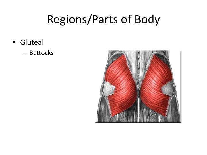 Regions/Parts of Body • Gluteal – Buttocks 