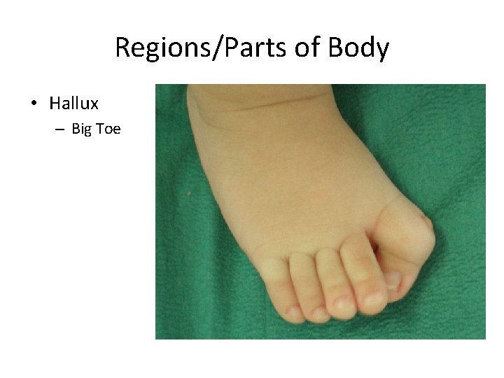 Regions/Parts of Body • Hallux – Big Toe 