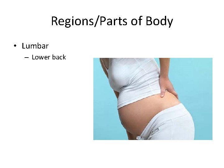 Regions/Parts of Body • Lumbar – Lower back 