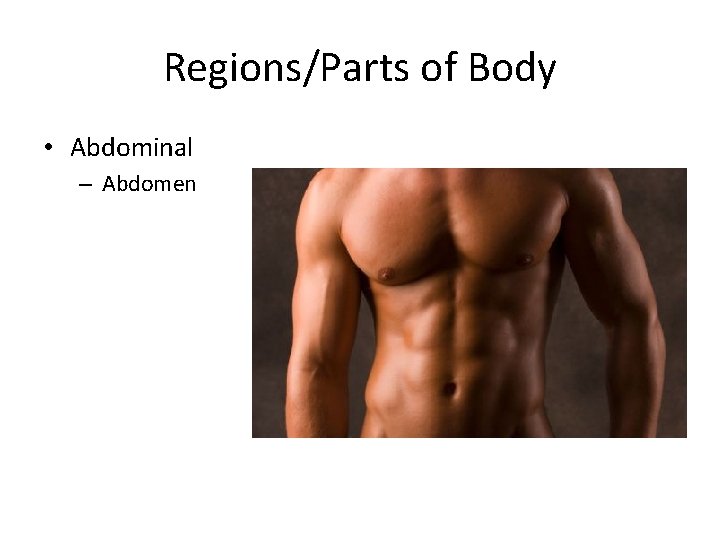 Regions/Parts of Body • Abdominal – Abdomen 