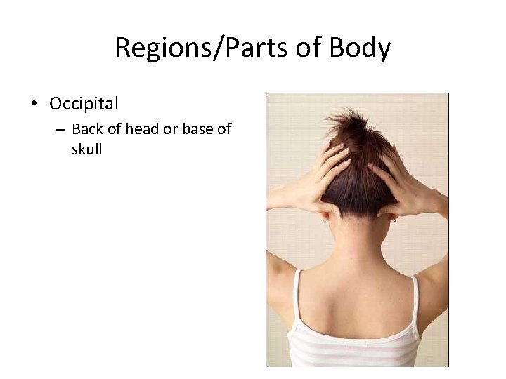Regions/Parts of Body • Occipital – Back of head or base of skull 