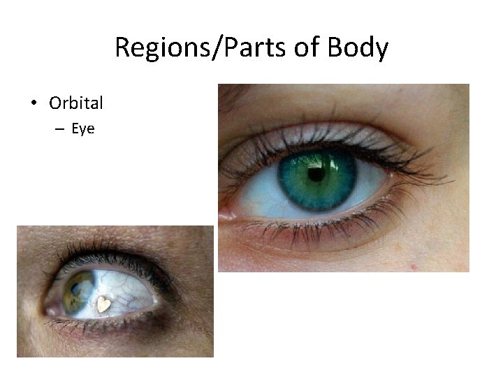 Regions/Parts of Body • Orbital – Eye 