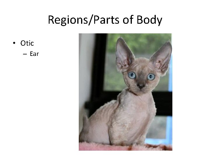 Regions/Parts of Body • Otic – Ear 