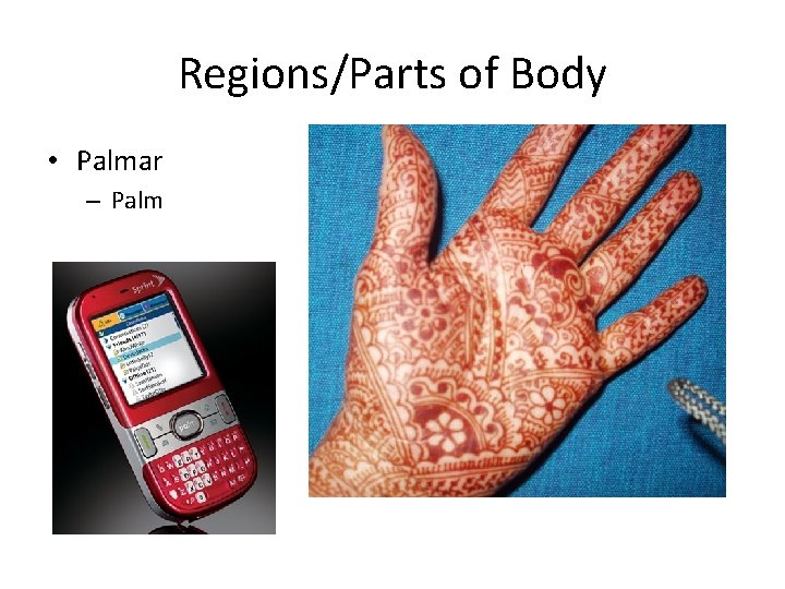 Regions/Parts of Body • Palmar – Palm 