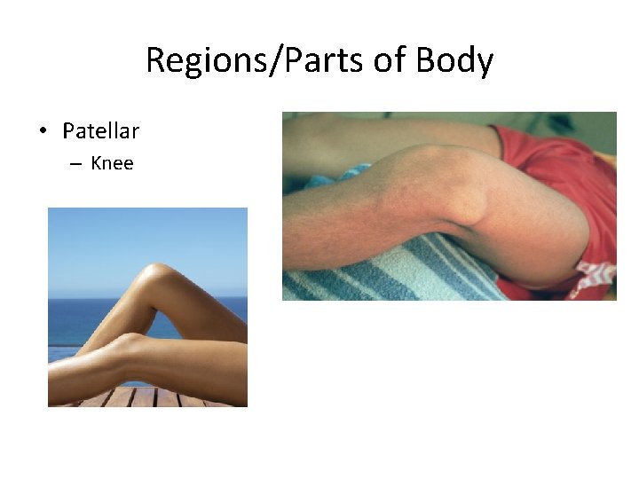 Regions/Parts of Body • Patellar – Knee 