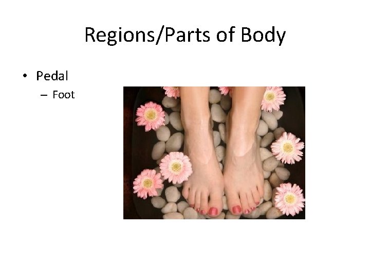 Regions/Parts of Body • Pedal – Foot 