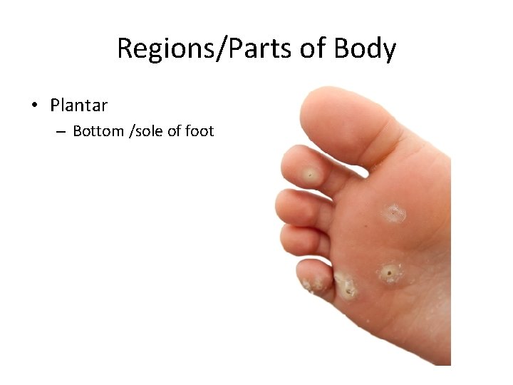 Regions/Parts of Body • Plantar – Bottom /sole of foot 