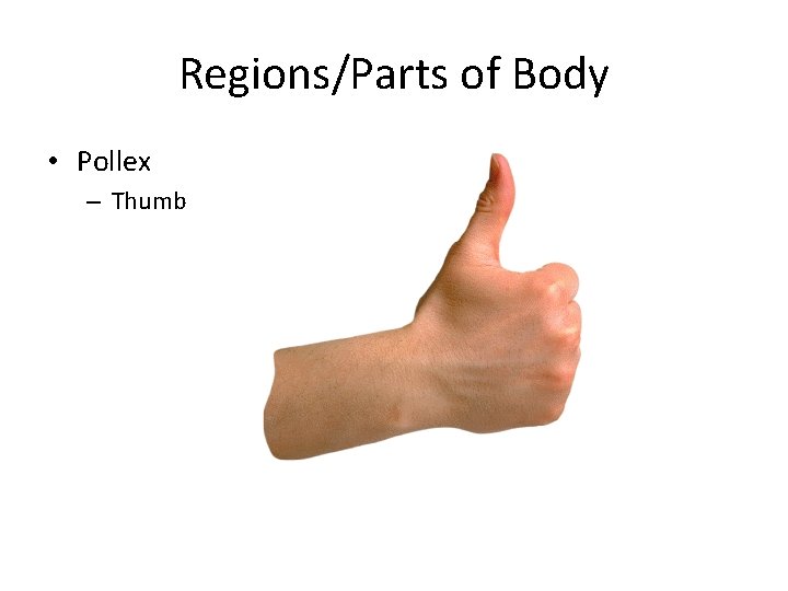 Regions/Parts of Body • Pollex – Thumb 