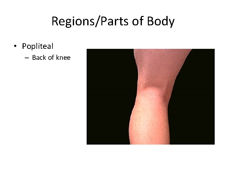 Regions/Parts of Body • Popliteal – Back of knee 