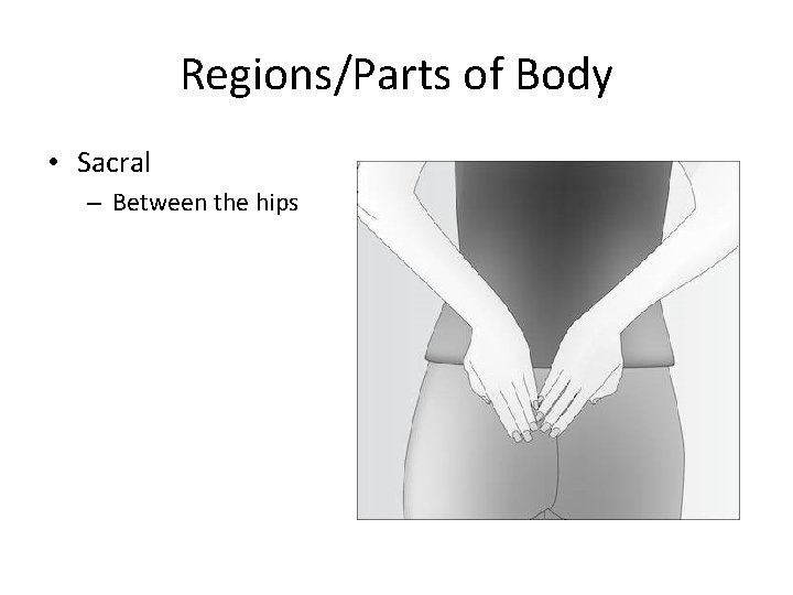 Regions/Parts of Body • Sacral – Between the hips 