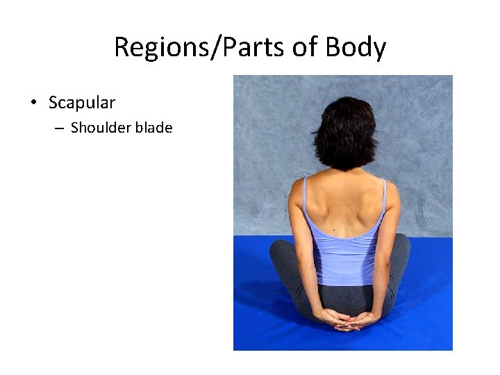 Regions/Parts of Body • Scapular – Shoulder blade 