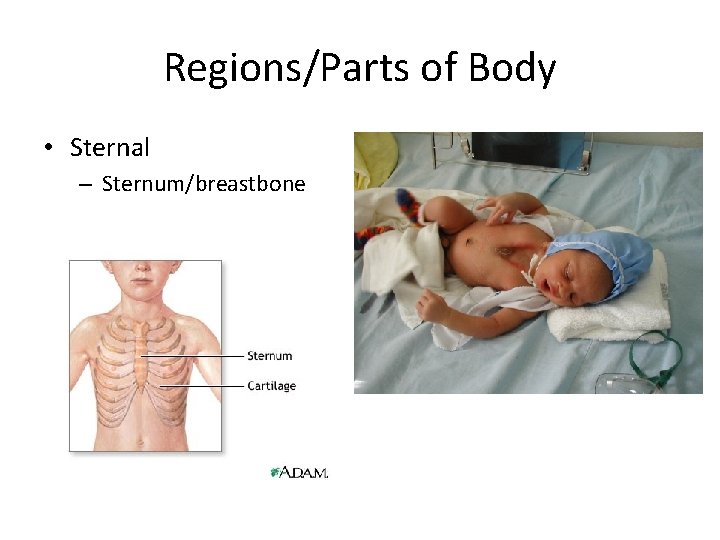 Regions/Parts of Body • Sternal – Sternum/breastbone 
