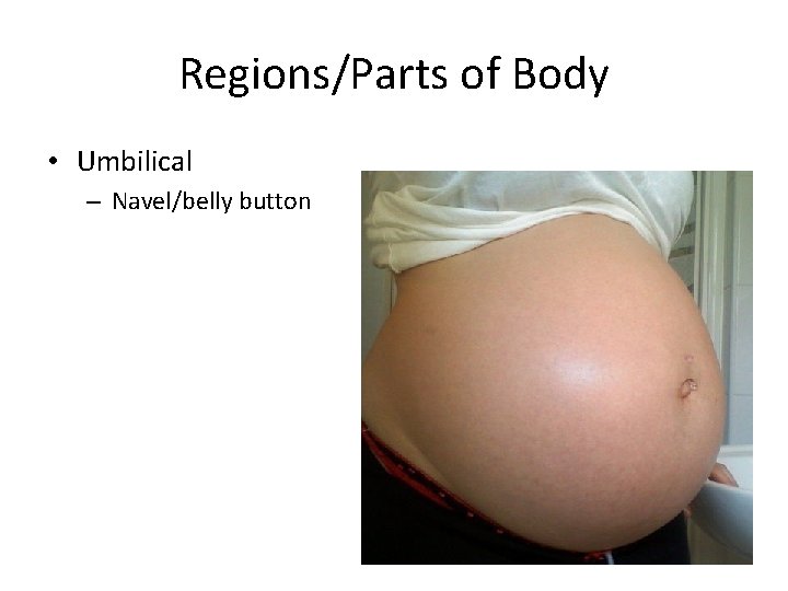Regions/Parts of Body • Umbilical – Navel/belly button 