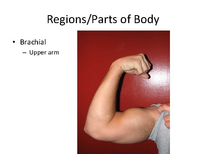 Regions/Parts of Body • Brachial – Upper arm 