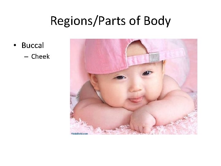 Regions/Parts of Body • Buccal – Cheek 