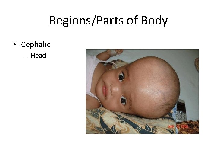Regions/Parts of Body • Cephalic – Head 