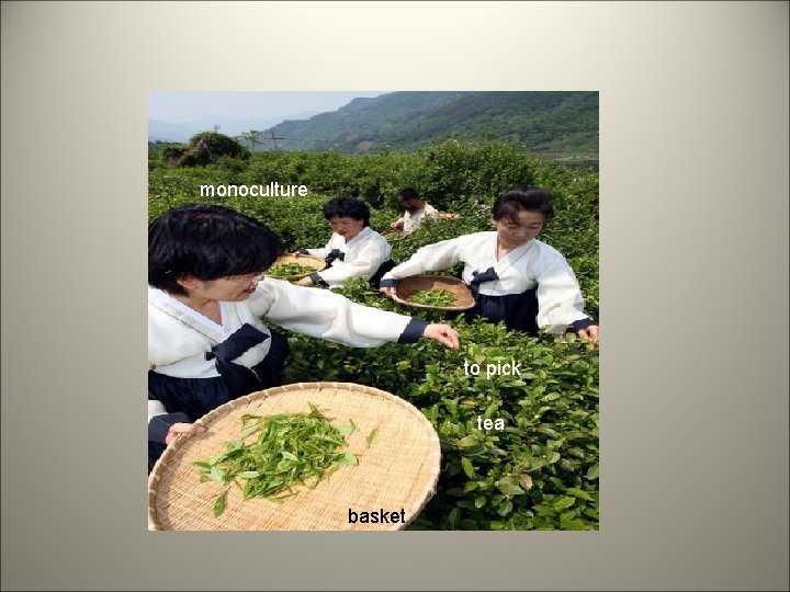monoculture to pick tea basket 