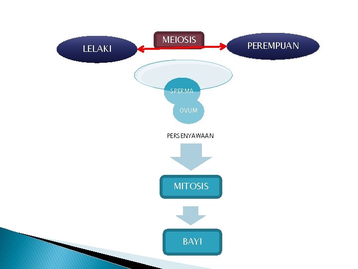 LELAKI MEIOSIS SPERMA OVUM PERSENYAWAAN MITOSIS BAYI PEREMPUAN 