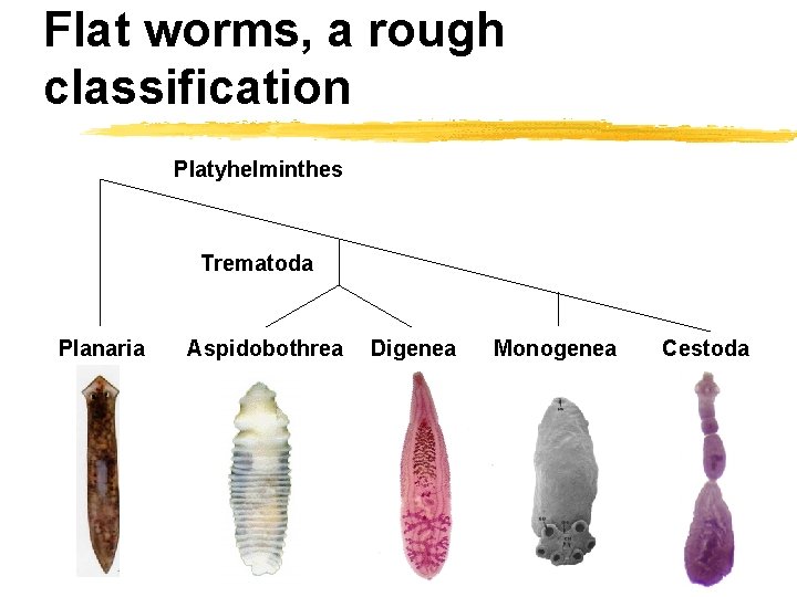 Flat worms, a rough classification Platyhelminthes Trematoda Planaria Aspidobothrea Digenea Monogenea Cestoda 