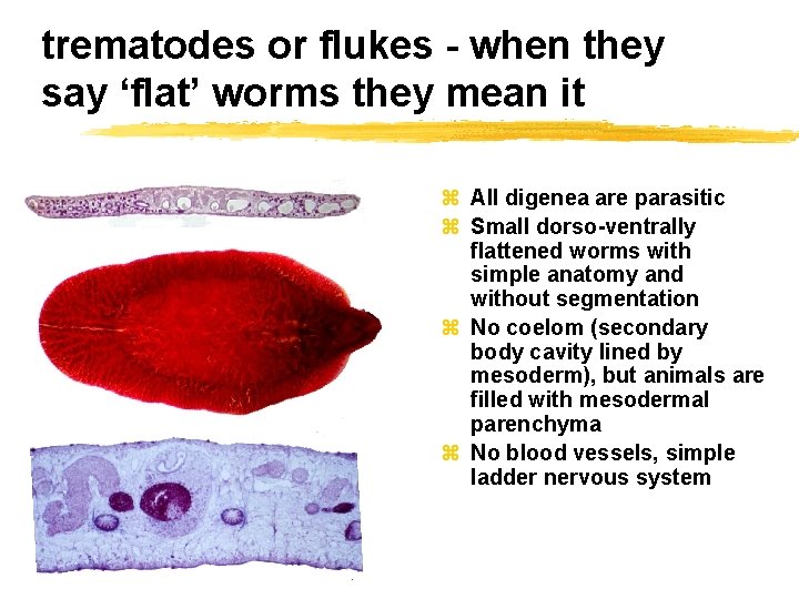 trematodes or flukes - when they say ‘flat’ worms they mean it z All