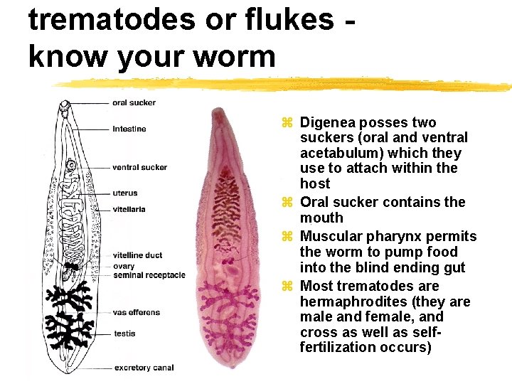 trematodes or flukes know your worm z Digenea posses two suckers (oral and ventral