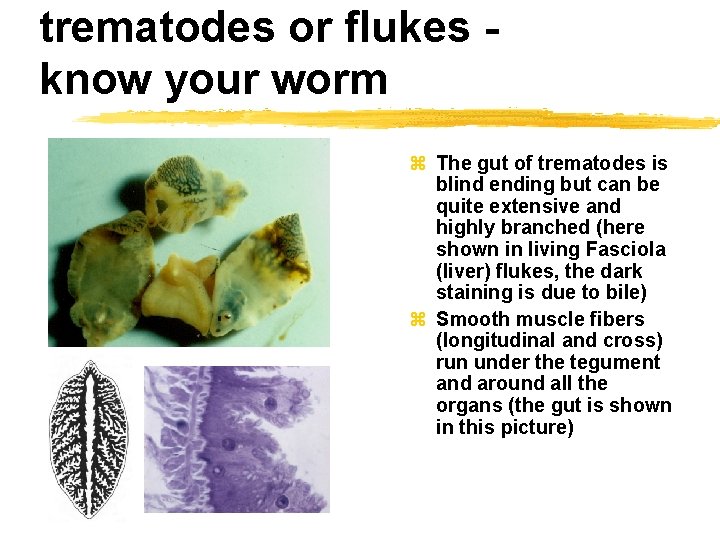 trematodes or flukes know your worm z The gut of trematodes is blind ending