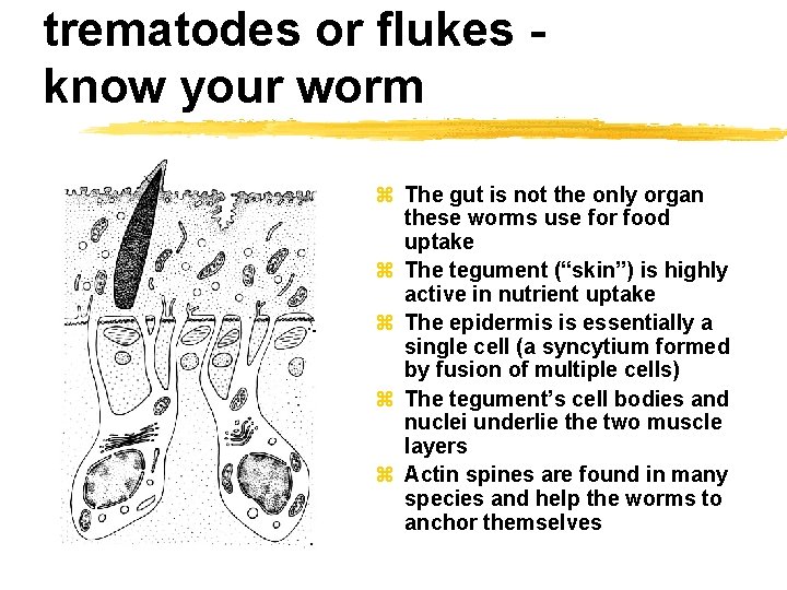 trematodes or flukes know your worm z The gut is not the only organ