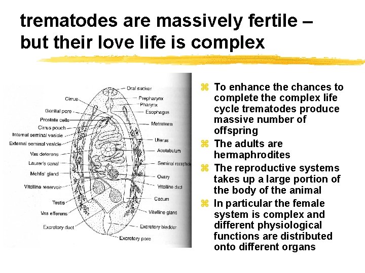 trematodes are massively fertile – but their love life is complex z To enhance