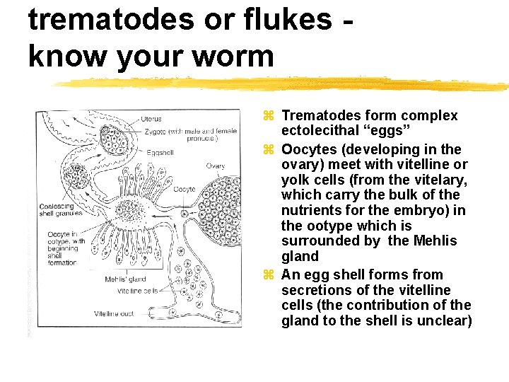 trematodes or flukes know your worm z Trematodes form complex ectolecithal “eggs” z Oocytes