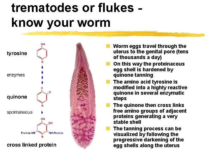 trematodes or flukes know your worm z Worm eggs travel through the uterus to