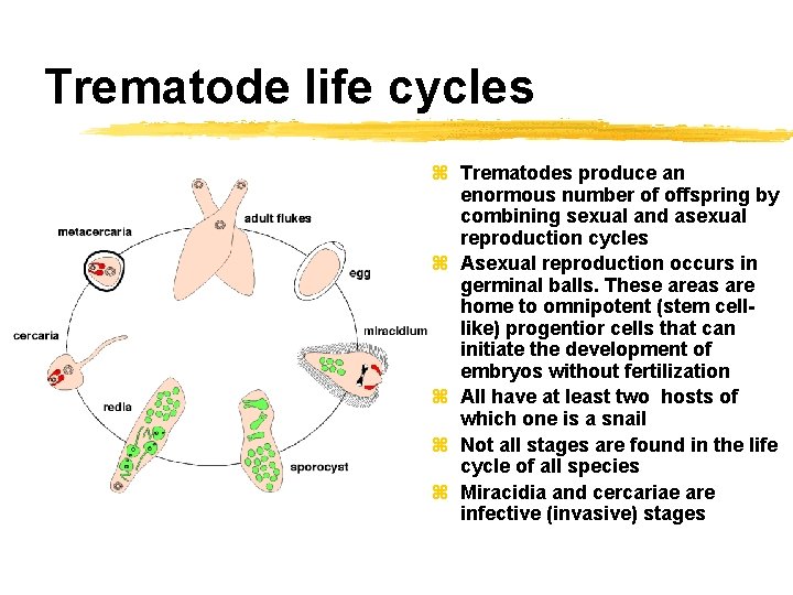 Trematode life cycles z Trematodes produce an enormous number of offspring by combining sexual