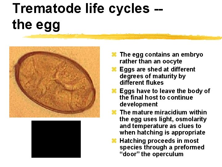 Trematode life cycles -the egg z The egg contains an embryo rather than an