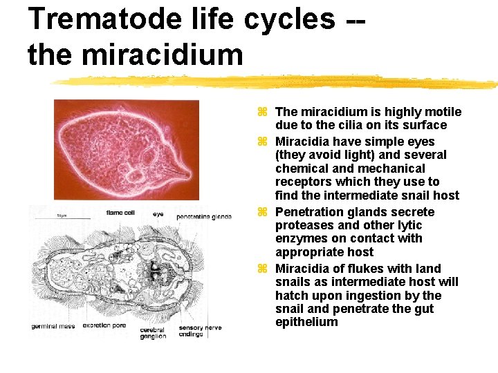 Trematode life cycles -the miracidium z The miracidium is highly motile due to the