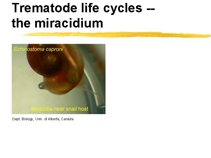 Trematode life cycles -the miracidium Dept. Biology, Univ. of Alberta, Canada 